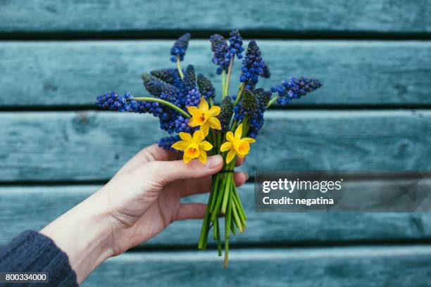 young woman holding beautiful bouquet of tiny spring flowers - muscari and daffodils on the blue wooden background - muscari armeniacum stock pictures, royalty-free photos & images