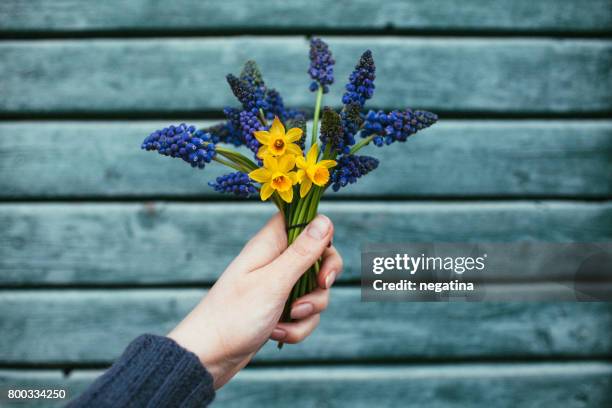 young woman holding beautiful bouquet of tiny spring flowers - muscari and daffodils on the blue wooden background - muscari armeniacum stock pictures, royalty-free photos & images