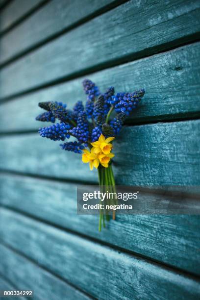 beautiful bouquet of tiny spring flowers - muscari and daffodils handing on the wooden wall - muscari armeniacum stock pictures, royalty-free photos & images