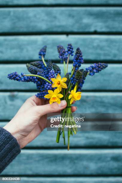 young woman holding beautiful bouquet of tiny spring flowers - muscari and daffodils on the blue wooden background - muscari armeniacum stock pictures, royalty-free photos & images