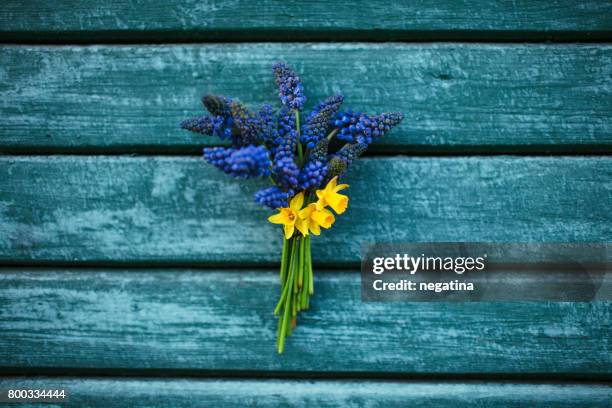 beautiful bouquet of tiny spring flowers - muscari and daffodils handing on the wooden wall - muscari armeniacum stock pictures, royalty-free photos & images