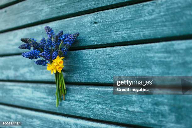 beautiful bouquet of tiny spring flowers - muscari and daffodils handing on the wooden wall - muscari armeniacum stock pictures, royalty-free photos & images