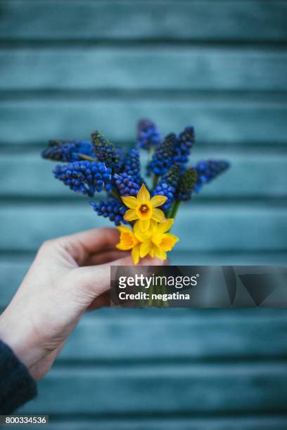 young woman holding beautiful bouquet of tiny spring flowers - muscari and daffodils on the blue wooden background - muscari armeniacum stock pictures, royalty-free photos & images