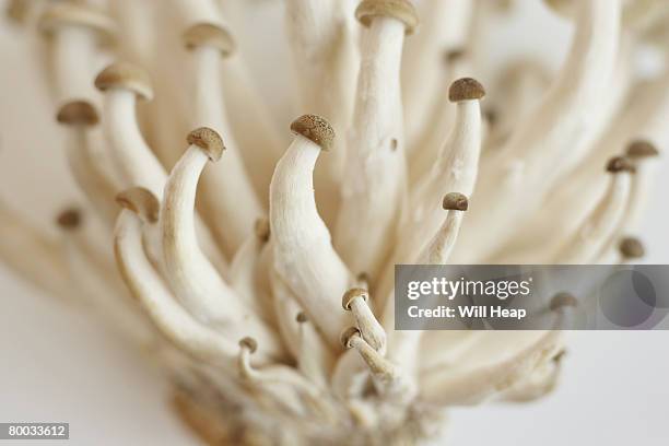 shimeji mushrooms, close-up - champignon shimeji photos et images de collection