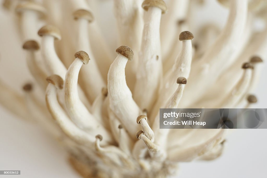 Shimeji mushrooms, close-up