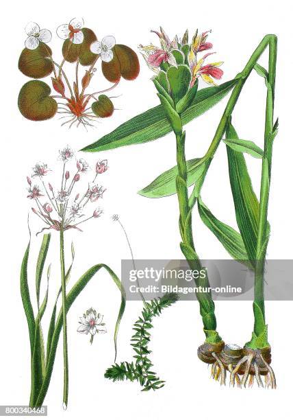 Frogbit, Hydrocharis morsus ranae , Helodea canadensis , flowering rush, Butomus umbellatus , ginger root, Zingiber officinale, .