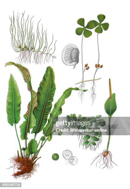 Pillwort, Pilularia globulifera , Marsilea quadrifolia , hart's-tongue, Asplenium scolopendrium L. Und scolopendrium vulgare , floating fern,...