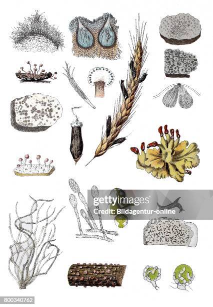 Coral spot, Nectria cinnabarina , Lichen, Peltigera polydactyla , Claviceps ergot fungus, Claviceps purpurea , .