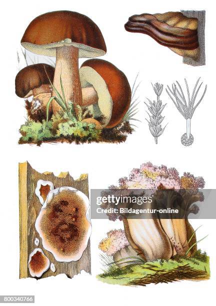 Penny bun, cep, porcino, Boletus edulis s.str. , clustered coral, the pink-tipped coral mushroom, or the cauliflower coral, Ramaria botrytis , fungi...