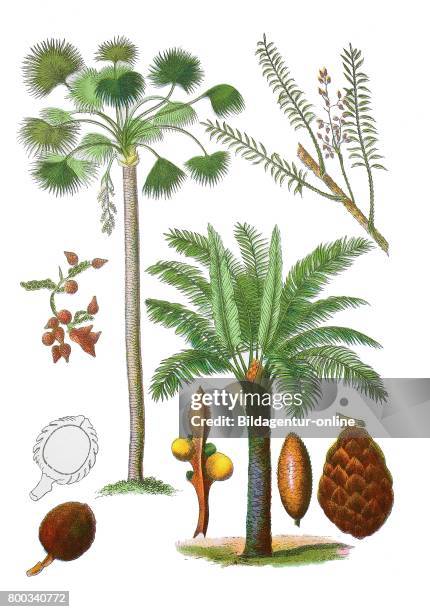 African oil palm or macaw-fat, Elaeis guineensis , moriche palm, Mauritia flexuosa , rotang, Calamus Rotang , queen sago, Cycas circinalis .