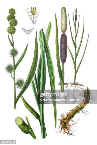 European bur-reed, Sparganium emersum , broadleaf cattail, Typha latifolia , sweet flag or calamus, Acorus calamus .