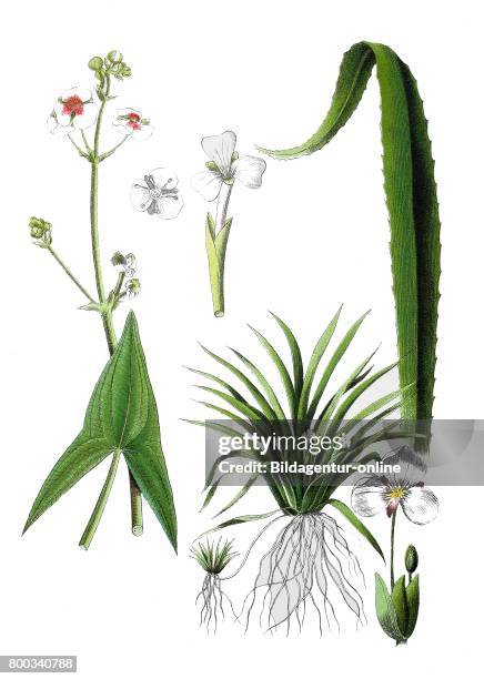 Arrowhead, Sagittaria sagittifolia , water soldiers, Stratiotes aloides .