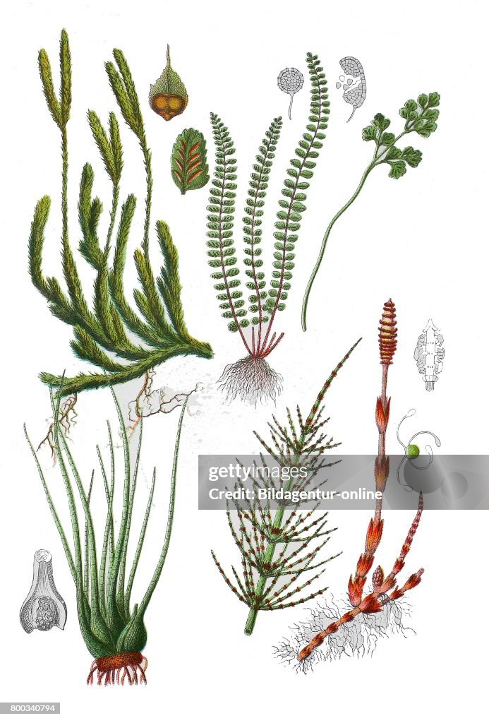 Common horsetail