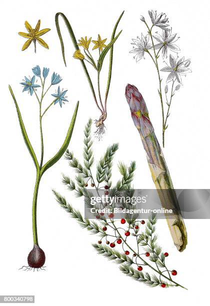 Alpine squill, Scilla bifolia , Asparagus, or garden asparagus, Asparagus officinalis , Yellow Star-of-Bethlehem, Gagea pratensis , branched St...