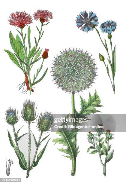 Brown knapweed, Centaurea jacea , cornflower, Centaurea cyanus , wild teasel, Dipsacus fullonum L., Syn. , glandular globe-thistle, Echinops...