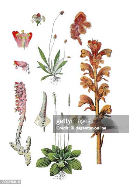 Common toothwort, Lathraea squamaria , hoary plantain, Plantago media , English plantain, narrowleaf plantain, ribwort plantain, Plantago lanceolata...