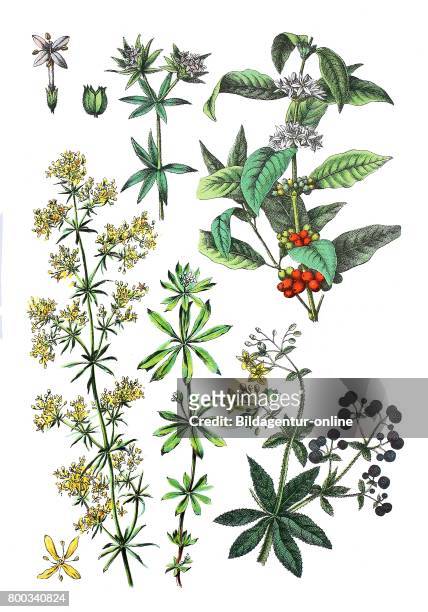 Lady's bedstraw, Galium verum , field madder, Sherardia arvensis , Coffee, Coffea arabica , woodruff, sweet woodruff, sweetscented bedstraw, Galium...