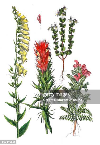 Yellow foxglove, Digitalis lutea , field cow-wheat, Melampyrum arvense , Eyebright, Eyewort, Euphrasia officinalis, Euphrasia rostkoviana, E....