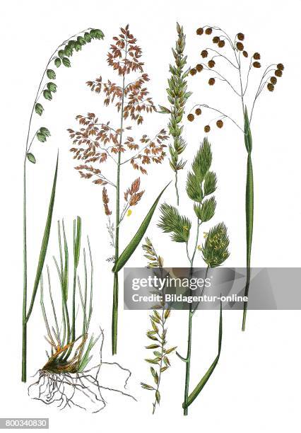 Mountain melick, Melica nutans , hairy melic or silky spike melic, Melica ciliata , Yorkshire fog, tufted grass, Holcus lanatus , cock's-foot,...