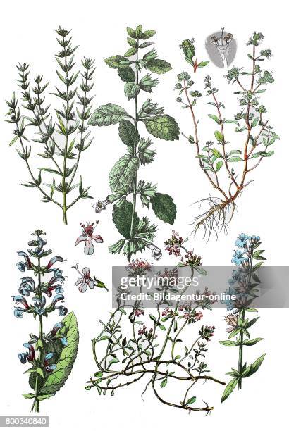 Summer savory, Satureja hortensis , lemon balm, Melissa officinalis , Marjoram, Origanum majorana , meadow sage, Salvia pratensis , wild thyme,...