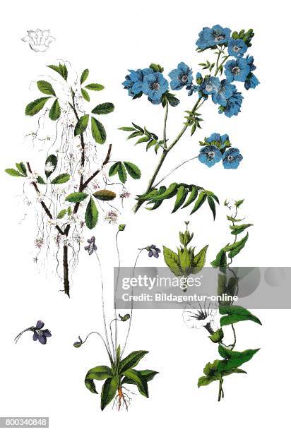 Dodder, Hellweed, Strangle-tare, Cuscuta epithymum , Jacob's-ladder, Polemonium caeruleum , common butterwort, Pinguicula vulgaris , hedge bindweed,...