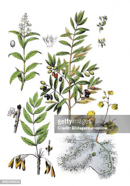 Wild privet, Ligustrum vulgare , olive, Olea europaea , European ash, Fraxinus excelsior , greater bladderwort, Utricularia vulgaris .