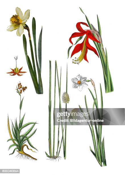 Wild daffodil or Lent lily, Narcissus pseudonarcissus , Sprekelia lily, Sprekelia formosissima , field wood-rush, Good Friday grass, Luzula...