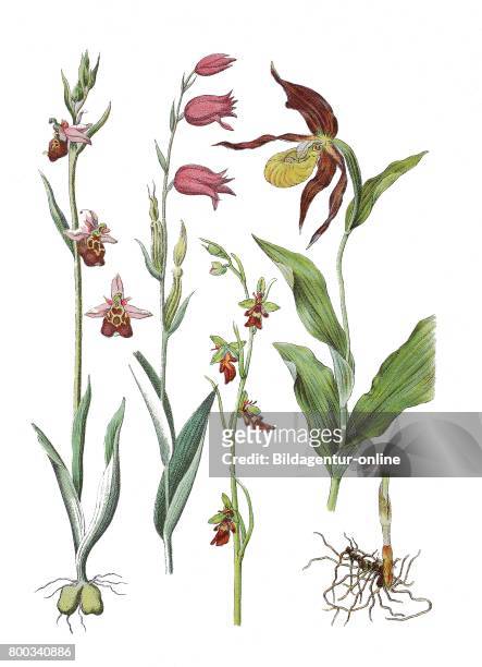 Late spider-orchid, Ophrys holoserica Greut.; Syn.: Ophrys fuciflora , Red Helleborine, Cephalanthera rubra , fly orchid, Ophrys insectifera ,...