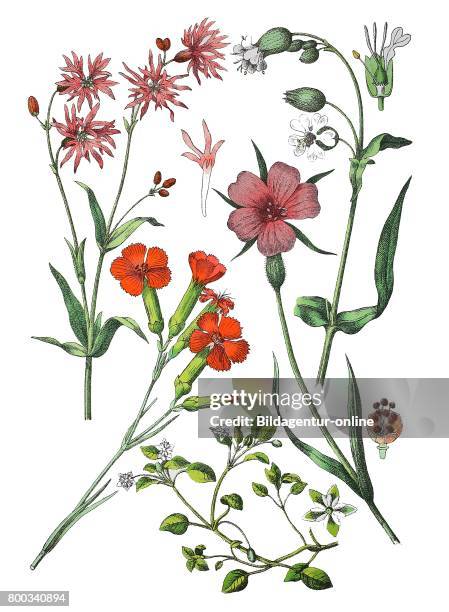 Ragged-Robin, Lychnis flos-cuculi , carnation or clove pink, Dianthus caryophyllus , chickweed, Stellaria media , bladder campion, Silene vulgaris ,...