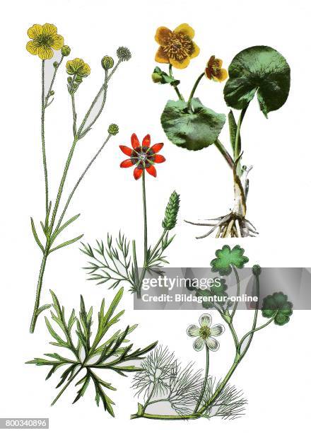 Butter Ranunculus Ranunculus Palustris Photos and Premium High Res Pictures - Getty Images