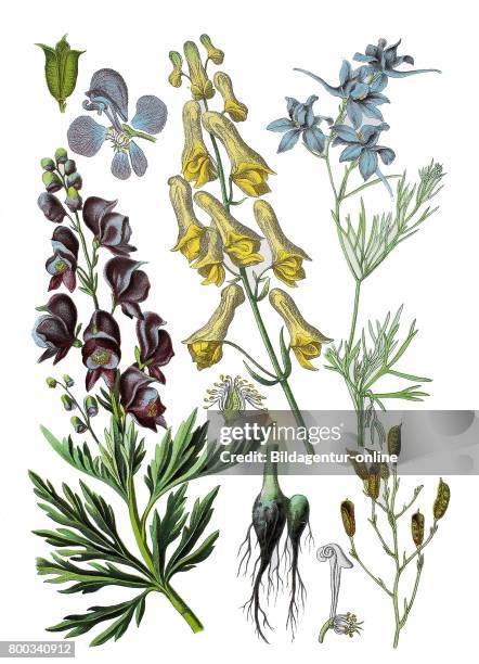 Wolf's-bane, Aconitum lycoctonum , monk's-hood, Aconitum napellus , Forking Larkspur, Consolida regalis S.F. Gray, Syn.: Delphinium consolida L .