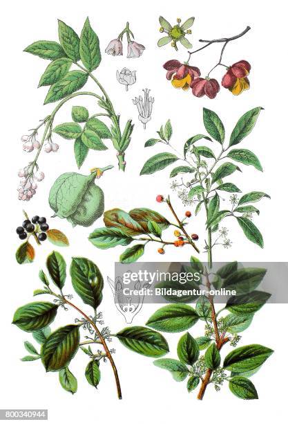 European bladdernut, Staphylaea pinnata , common spindle, Euonymus europaeus , alder buckthorn, Frangula alnus , common buckthorn, Rhamnus cathartica...