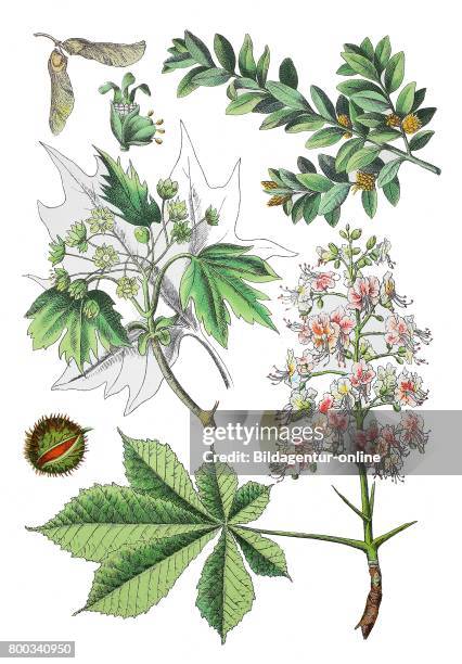 Common box, Buxus sempervirens , Norway maple, Acer platanoides , horse-chestnut, Aesculus hippocastanum .