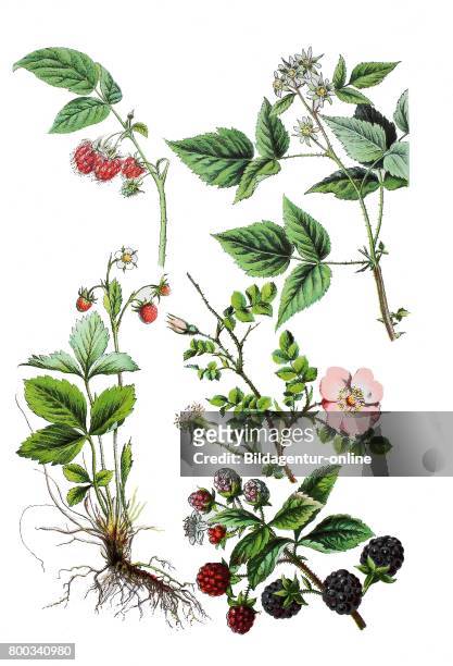 Raspberry, Rubus idaeus , wild strawberry, woodland strawberry, Fragaria vesca , blackberry, Rubus fruticosus , sweetbriar rose, Rosa rubiginosa .
