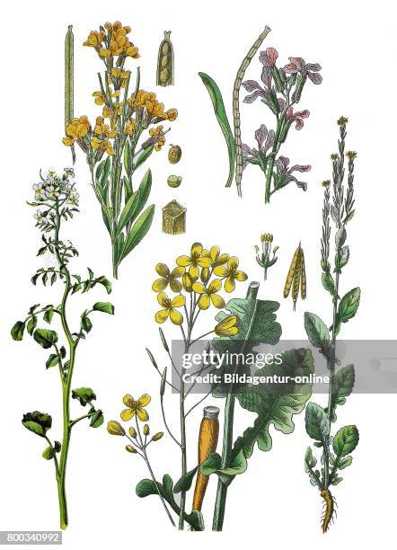 Wallflower, Erysimum cheiri , hoary stock, Matthiola incana , Watercresse, Nasturtium officinale , field mustard, Brassica rapa , bittercress, herb...