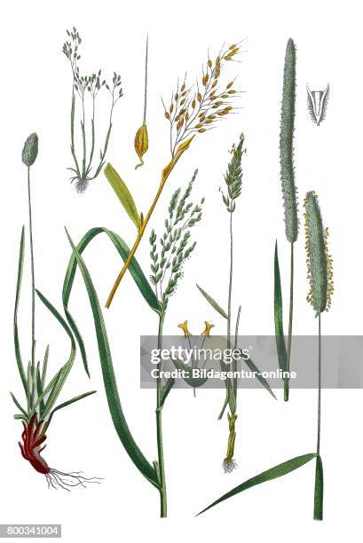 Sesleria coerulea , Aera caryophyllea , Rice, Oryza sativa , sweet vernal grass, holy grass, vanilla grass, Anthoxanthum odoratum , Timothy-grass,...