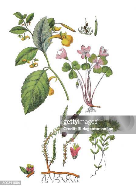 Touch-me-not balsam, Impatiens noli-tangere , wood sorrel, Oxalis acetosella , black crowberry, Empetrum nigrum , blunt-fruited water starwort,...
