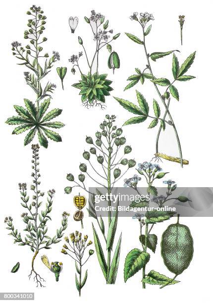 Shepherd's-purse, Capsella bursa-pastoris , spring draba, shadflower, Draba verna; Syn.: Erophila verna , Coralroot, bulbous bittercress, spring...