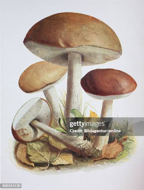 Eccinum scabrum, commonly known as the rough-stemmed bolete, scaber stalk, and birch bolete, is an edible mushroom in the family Boletaceae, and was...