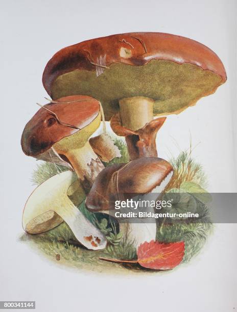 Suillus luteus is a bolete fungus, and the type species of the genus Suillus. A common fungus native to Eurasia, from the British Isles to Korea, it...