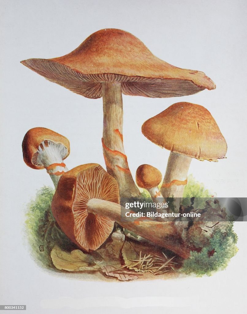Cortinarius armillatus