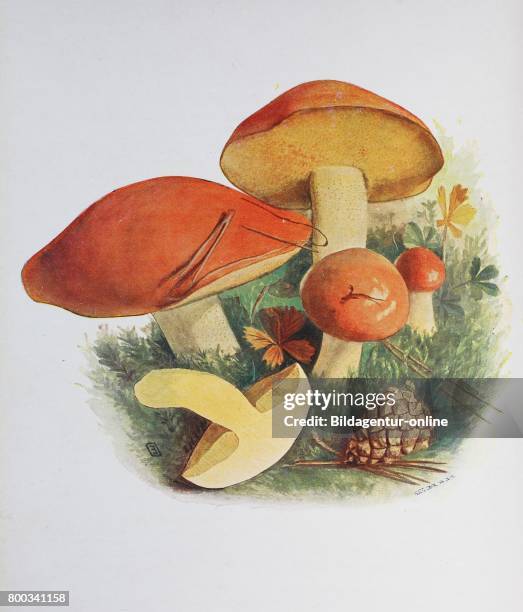 23 Suillaceae Stock Photos, HighRes Pictures, and Images Getty Images