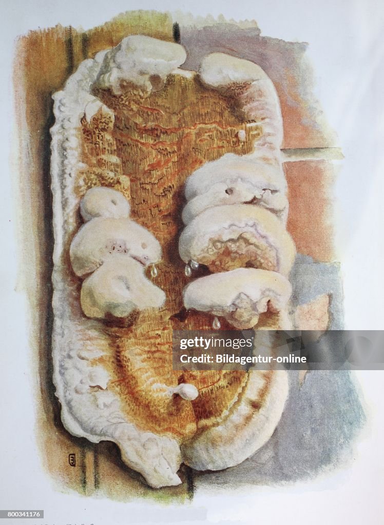 Serpula lacrymans is one of the fungi that causes damage to timber referred to as dry rot