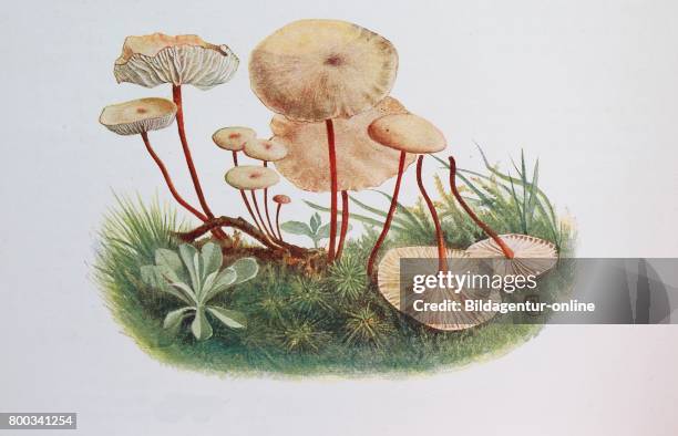 Marasmius alliaceus, commonly known as the Garlic Parachute, digital reproduction of an ilustration of Emil Doerstling .