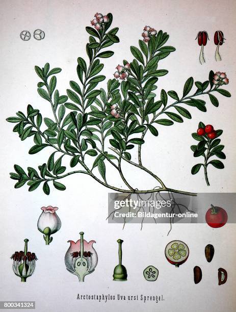 Arctostaphylos uva-ursi is a plant species of the genus Arctostaphylo. Its names include kinnikinnick and pinemat manzanita, and it is one of several...