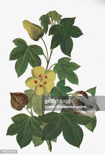 Gossypium herbaceum, commonly known as Levant cotton, historical illustration, 1880.