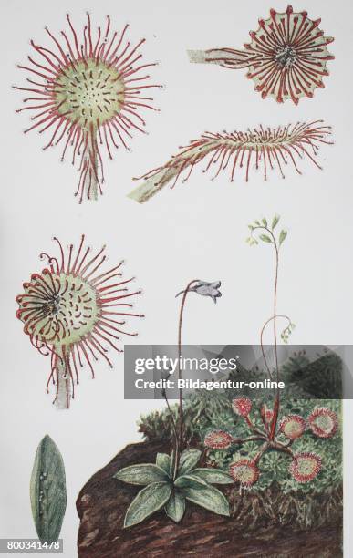 Drosera rotundifolia, round-leaved sundew, common sundew and Pinguicula vulgaris, the common butterwort, historical illustration, 1880.