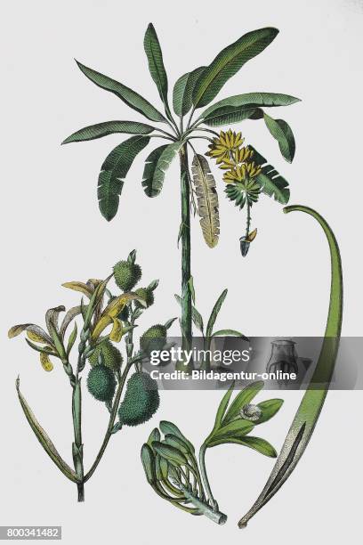 Musa paradisiaca, Banana tree, Canna indica, Indian shot, African arrowroot, edible canna and Vanilla, Vanilla planifolia, historical illustration,...