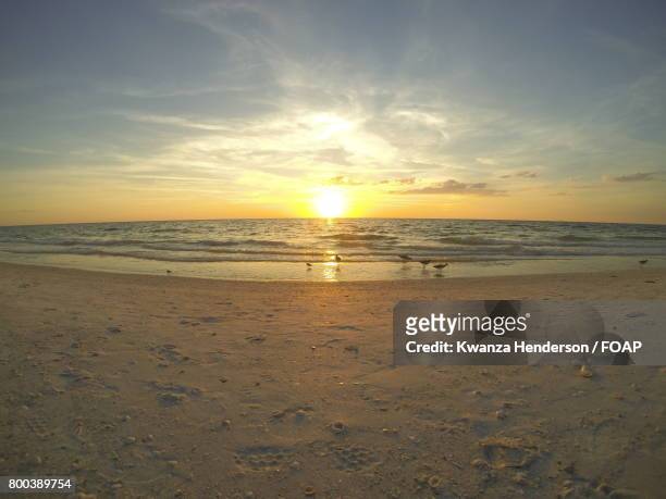 birds at beach during sunset - kwanza imagens e fotografias de stock
