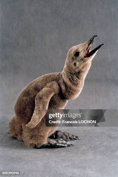 Naissance d'un bébé manchot en avril 1998 à l'aquarium Moody Gardens à Galveston au Texas, États-Unis.